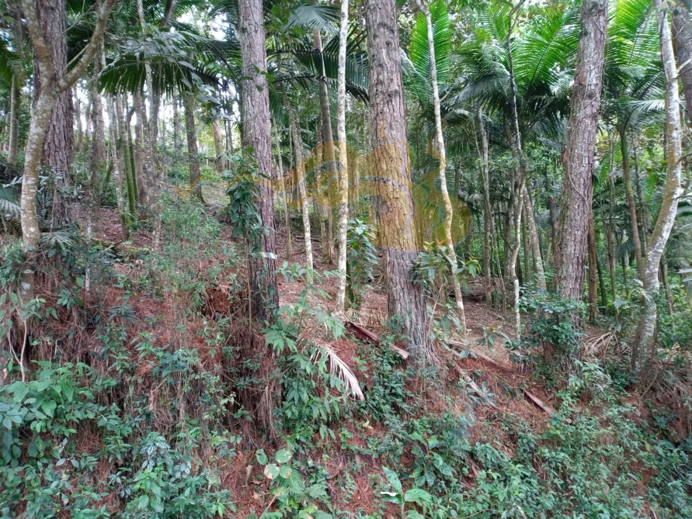 Comprar Rurais / Chácara em Ribeirão Pires R$ 110.000,00 - Foto 3